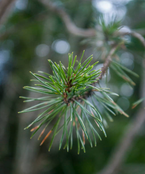 istock close up view of a pine branch 672983070