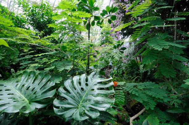 istock Plants in a greenhouse 672989928