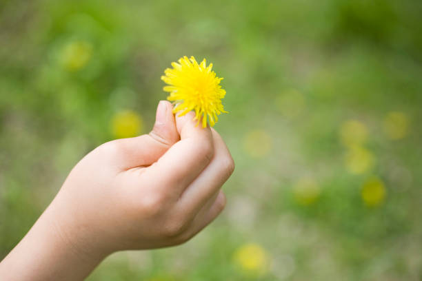 istock Child's hand and dandelion 672994146