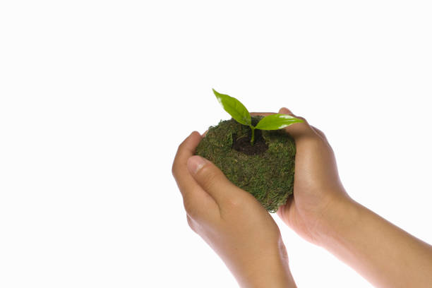 istock Flower pots on the child's hands 672994228