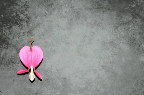 Heart shaped flower on grunge background