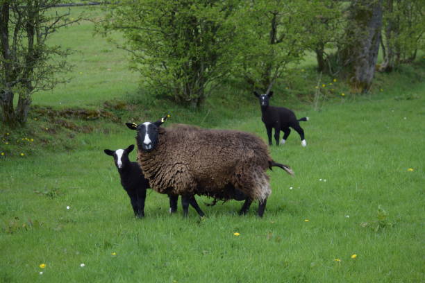 istock Zwartbles, sheep and lambs 672994650
