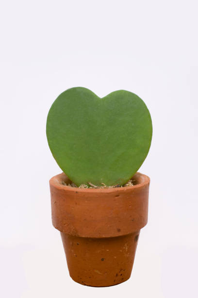 istock Heart cactus in flower pots 672994722
