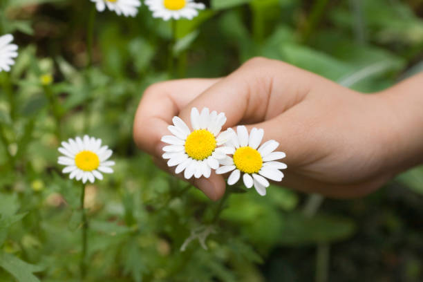istock Children's hands and wild flowers 672995052
