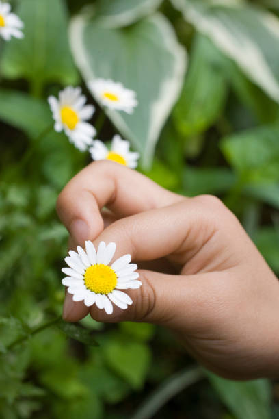 istock Children's hands and wild flowers 672995062