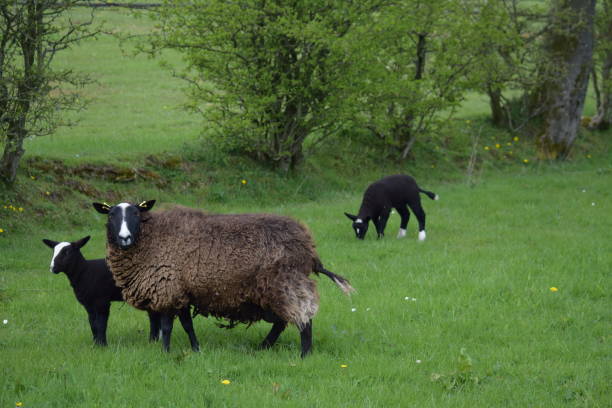 istock Sheep and lambs, Zwartables 672997346