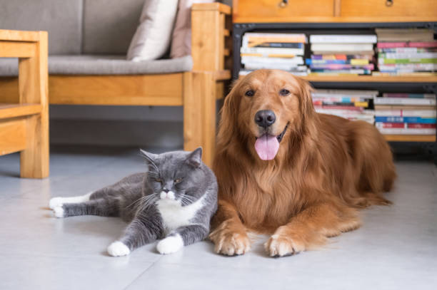 istock British  cat and Golden Retriever 673006882