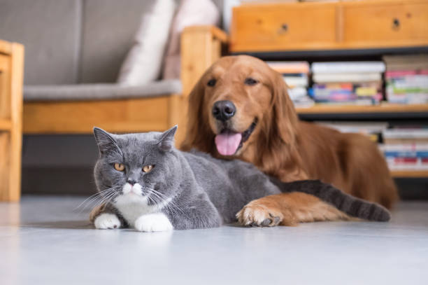 istock British  cat and Golden Retriever 673006888