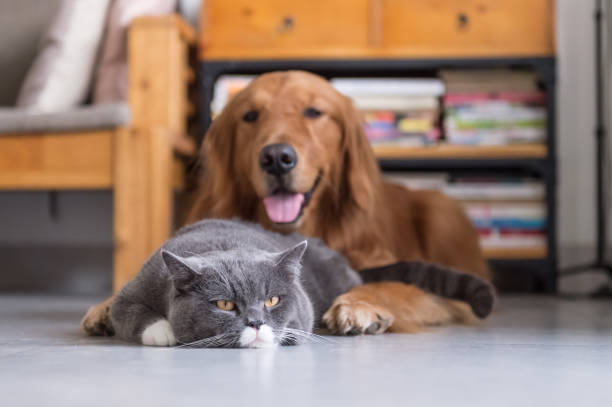 istock British  cat and Golden Retriever 673006918