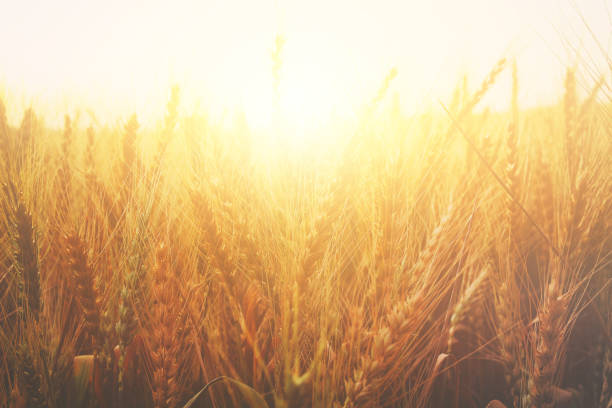 istock photo of wheat field at sunset 673007742