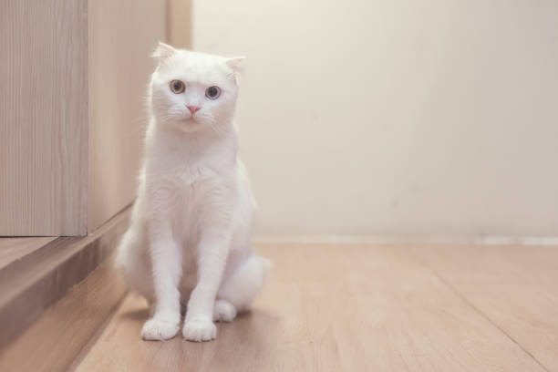 istock cat sitting on wooden floor 673008186