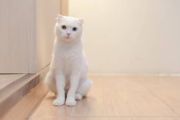 istock cat sitting on wooden floor 673008270