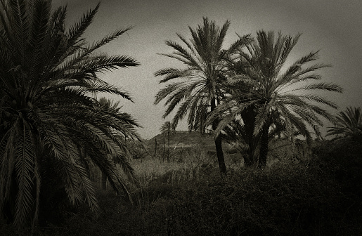 Old palm trees in Cyprus