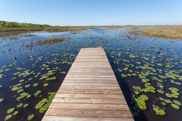 istock Everglades National Park, Florida 673016420