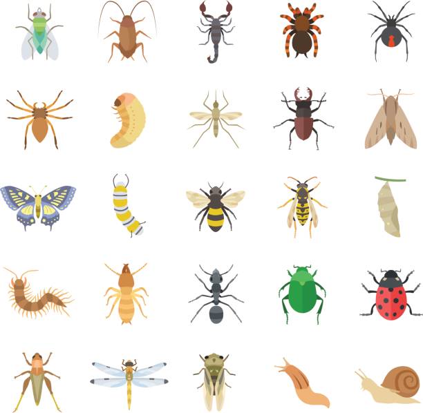 Insects color vector icons 25 Insects color vector icons orthoptera stock illustrations
