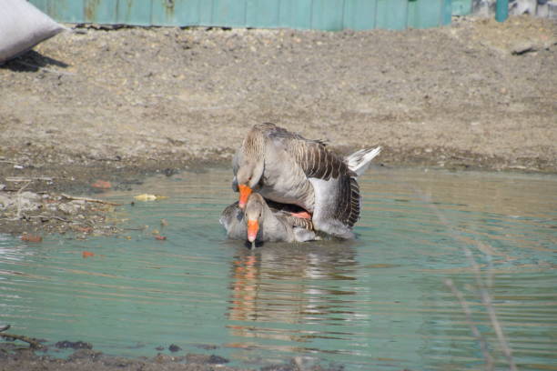 the gray goose is domestic. homemade gray goose. homemade geese in an artificial pond - poultry shears imagens e fotografias de stock