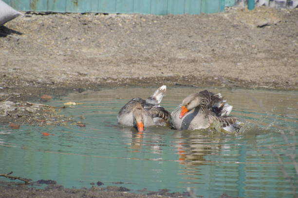 the gray goose is domestic. homemade gray goose. homemade geese in an artificial pond - poultry shears imagens e fotografias de stock