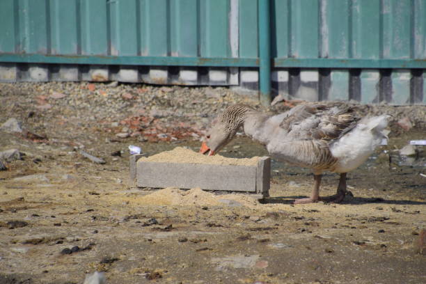 the gray goose is domestic. a domestic goose is food. - poultry shears imagens e fotografias de stock