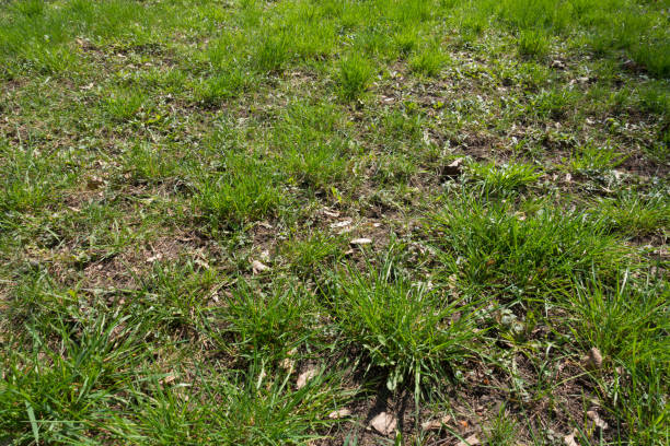 istock Close up of forest glade covered with grass 673019872