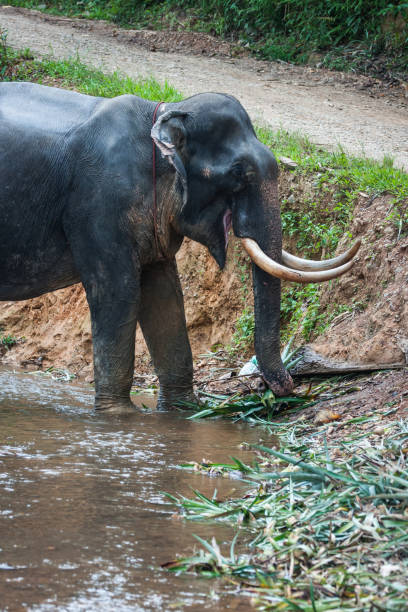 istock Elefant standing in river in the rain forest, Thailand 673020258
