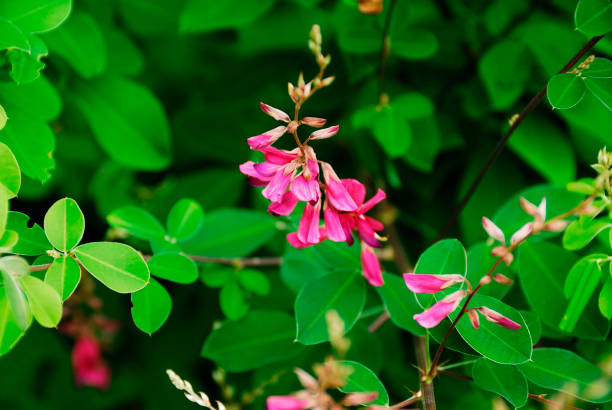 Flowers in the summer