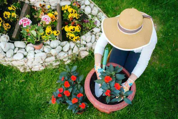 istock Woman planting flowers 673033078