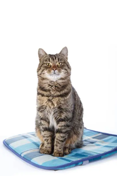 Photo of Tabby cat on white background. Vector illustration.