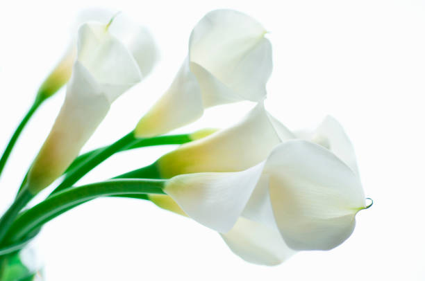 istock Golden Vase arrangements 673034168