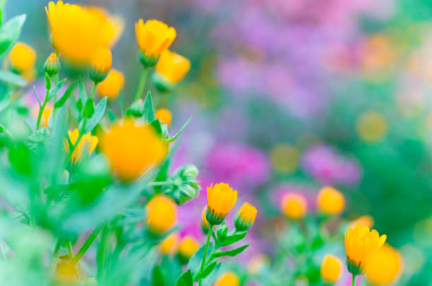 istock Primrose and yellow flower 673034600