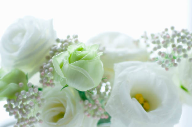 istock Kikyo, Turkey and rice flower 673038026