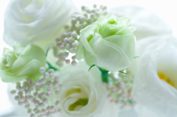 istock Kikyo, Turkey and rice flower 673038322