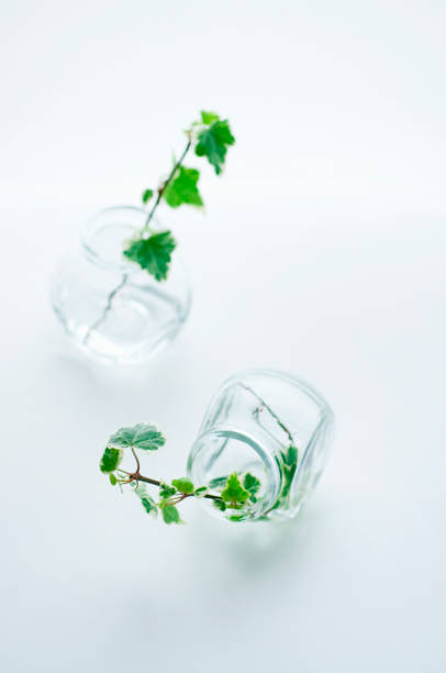 istock Ivy arranged in a glass bottle 673039528