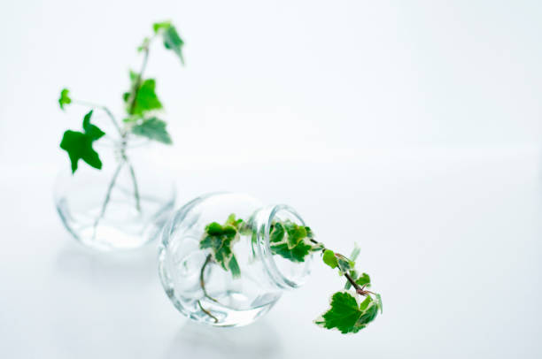 istock Ivy arranged in a glass bottle 673039538