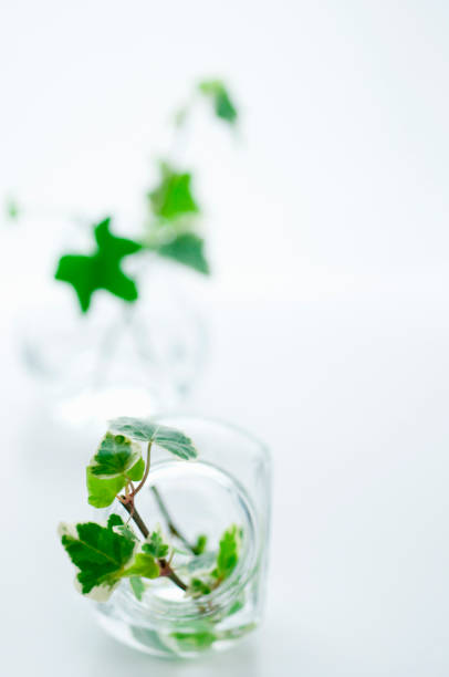 istock Ivy arranged in a glass bottle 673039556