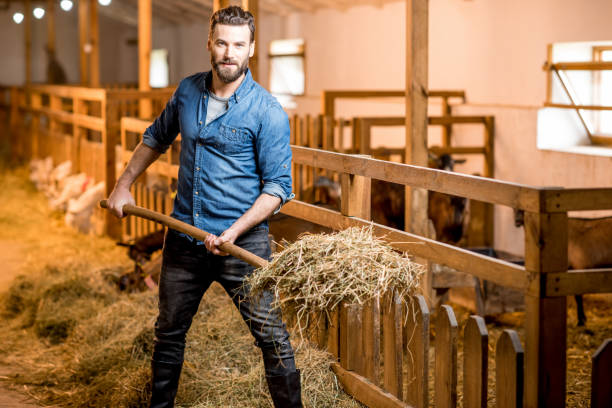 Farmer in blue t-shirt and jeans working with hay in the goat barn
