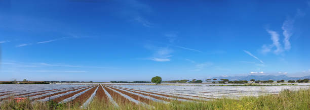 istock View od an agriculture field 673040464