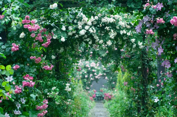 Rose arches