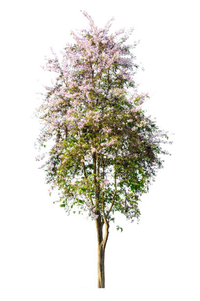 tree ( lagerstroemia speciosa ) isolated on white background - lpn imagens e fotografias de stock