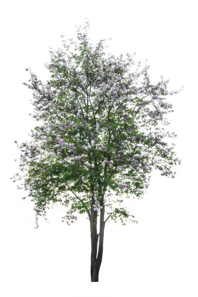 purple tree (lagerstroemia) isolated on white background - lpn imagens e fotografias de stock