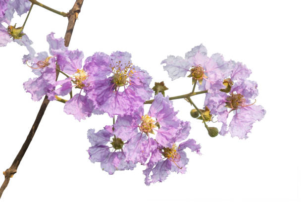 istock fresh purple flower isolated on white background 673046320