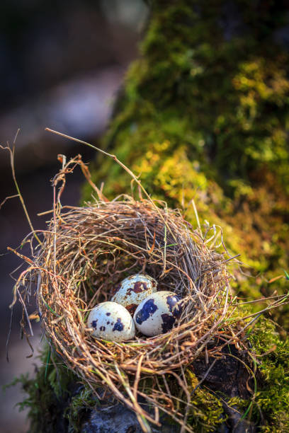 istock Little spotted eggs in straw nest 673046760