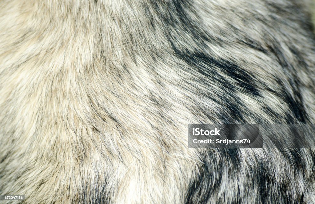 Dog fur. Fur of Alaskan Malamute close up texture. Dog fur. Fur of Alaskan Malamute close up texture Animal Hair Stock Photo