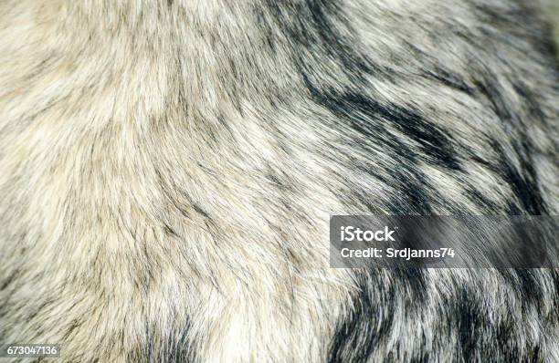 Dog Fur Fur Of Alaskan Malamute Close Up Texture Stock Photo - Download Image Now - Animal Hair, Dog, Fur