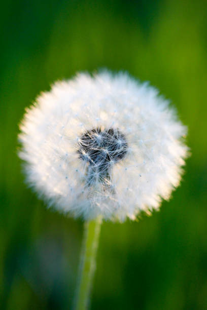istock image of a dandelion flower 673052392