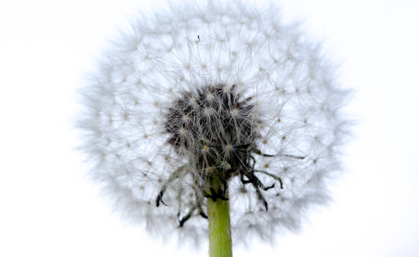 istock image of a dandelion flower 673052394