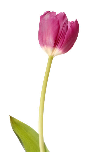 istock Pink tulip flower 673054602