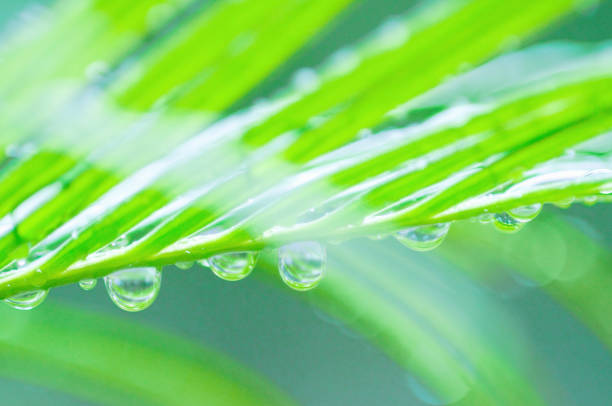 istock The leaves with water drops 673055544