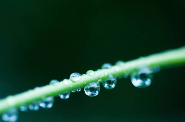 istock The leaves with water drops 673055578