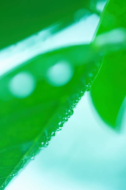 istock The leaves with water drops 673055586