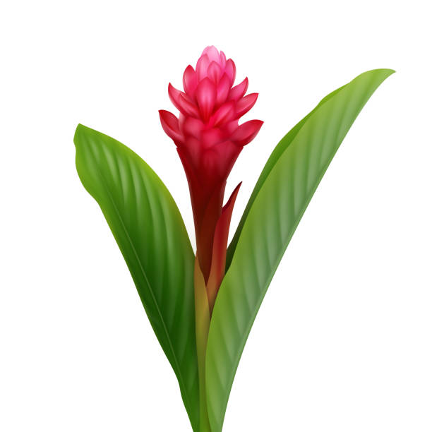 illustrazioni stock, clip art, cartoni animati e icone di tendenza di fiore di zenzero rosso - ginger tropical flower flower plant